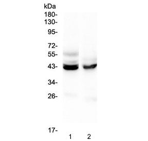 PON1 Antibody