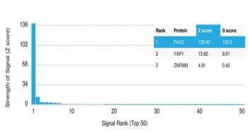 PAX2 Antibody