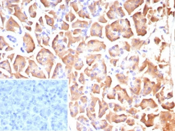 CLPS Antibody / Colipase