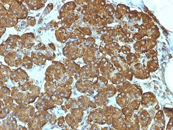 IHC analysis of formalin-fixed, paraffin-embedded human pancreas stained with Cytochrome C antibody 