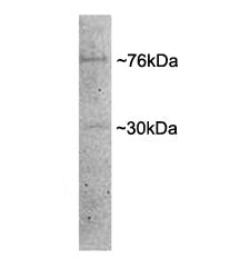 Dishevelled Antibody