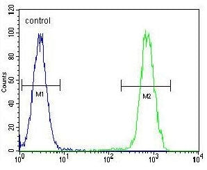 HSC70 Antibody / HSPA8