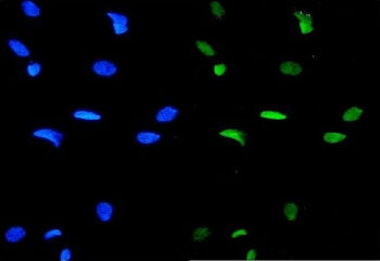 GATA3 Antibody