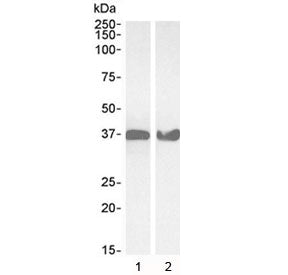 GAPDH Antibody