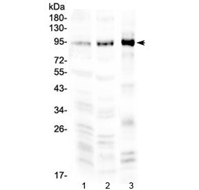 Western blot testing of 1) rat brain, 2) mouse brain and 3) human COLO 320 lysate with NPAS2 antibod