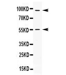 Western blot testing of human HeLa lysate with APC2 antibody at 0.5ug/ml. N-terminal APC2 antibodies