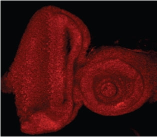 Drosophila E2F1 Antibody