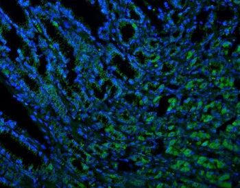 Thioredoxin 2 Antibody / TXN2