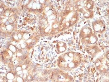 IHC staining of FFPE human small intestine tissue with SIGLEC10 antibody (clone SIGLEC10/7581). HIER