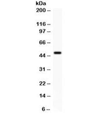 Western blot testing of rat brain lysate with ADRB2 antibody. Predicted molecular weight ~46 kDa, bu