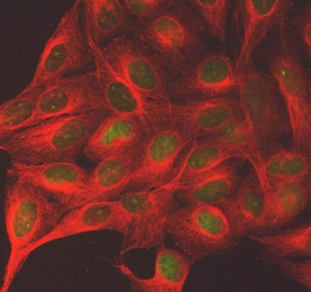 Immunofluorescent staining of FFPE human U-2 OS cells with Shugoshin 2 antibody (green) and Alpha Tu