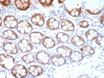 IHC staining of FFPE human colon tissue with recombinant Estrogen Inducible Protein pS2 antibody (cl