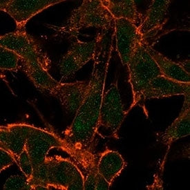 Immunofluorescent staining of PFA-fixed human human U-87 MG cells using MED22 antibody (green, clone