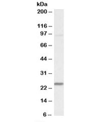 NDUFS8 Antibody
