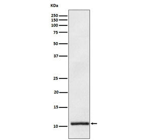Apolipoprotein A II Antibody / APOA2