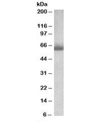 BBS4 Antibody