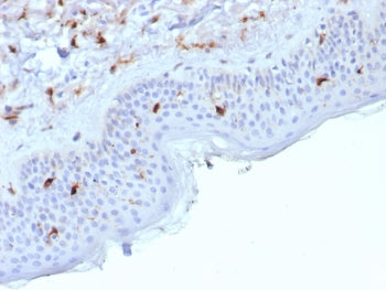 Langerin Antibody / CD207