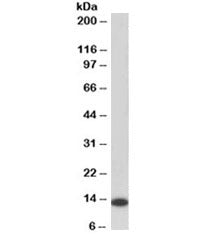 MIF Antibody [Biotin Conjugate]