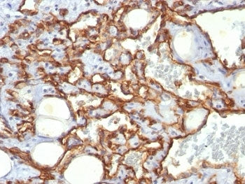CD31 Antibody / PECAM-1