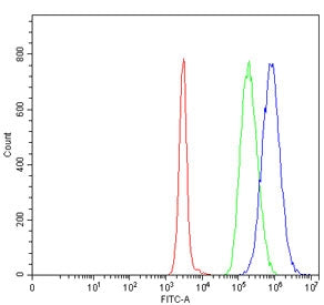 DNAJB1 Antibody / HSP40