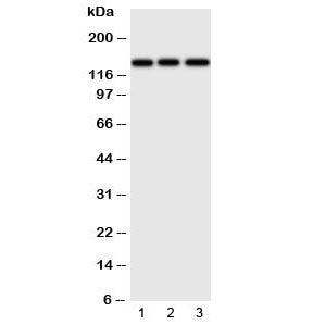 ERBB4 Antibody (HER4)