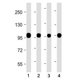 Calnexin Antibody (C-Terminal Region)