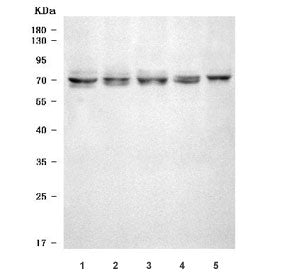 SEL1L2 Antibody / Protein sel-1 homolog 2