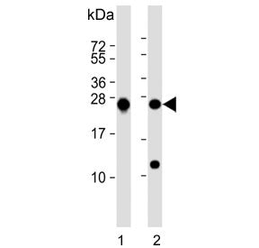 PSMB1 Antibody