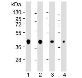 AKT1S1 Antibody / PRAS40