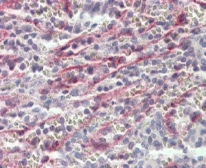 IHC testing of FFPE human spleen with Stabilin 1 antibody at 4ug/ml. HIER: steamed with pH6 citrate 
