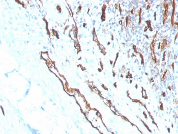 CD31 Antibody / PECAM-1