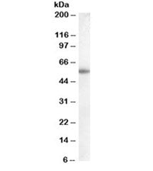 Aromatase Antibody