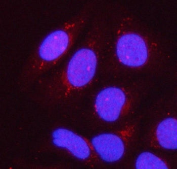 Immunofluorescent staining of FFPE human HeLa cells with PPP1R15B antibody (red) and DAPI nuclear st