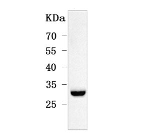 Western blot testing of mouse testis tissue lysate with ODF3 antibody. Predicted molecular weight: 1