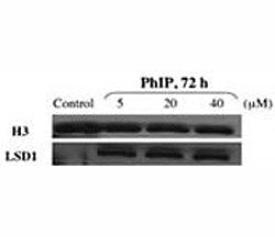 LSD1 Antibody (Nuclear envelope marker)