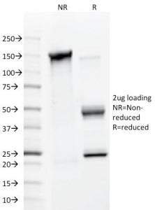SDS-PAGE analysis of purified, BSA-free MMP2 antibody (clone 4D3) as confirmation of integrity and p