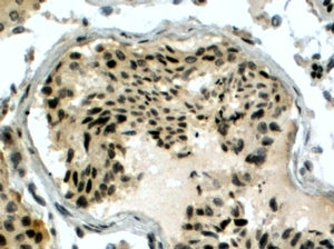IHC testing of FFPE human testis with RAD51AP1 antibody at 4ug/ml. HIER: steamed with pH6 citrate bu