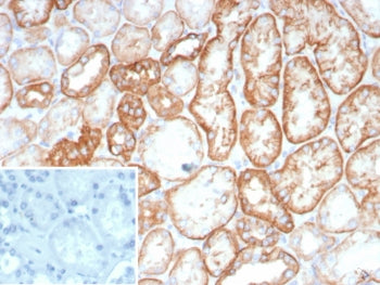 Cadherin 16 Antibody