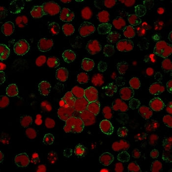 CD2 Antibody