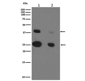 CTSD Antibody / Cathepsin D