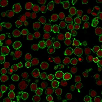 Immunofluorescent staining of PFA-fixed human Jurkat cells with CD45RO antibody (clone 190-2F2.5, gr