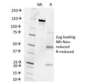 SDS-PAGE Analysis of Purified, BSA-Free Progesterone Antibody (clone 6-5E-10B). Confirmation of Inte