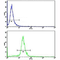AXL Antibody