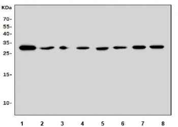 Fadd Antibody