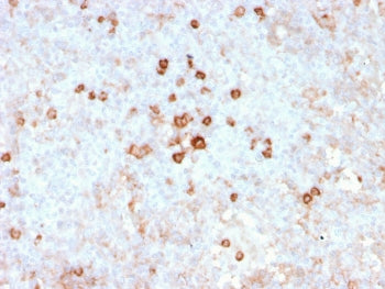 CD14 Antibody
