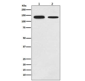 GHR Antibody / Growth Hormone Receptor