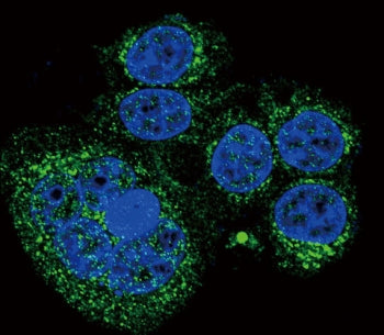 HTRA1 Antibody