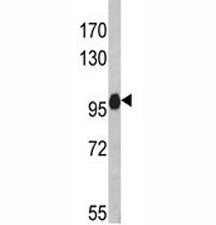 NLRP12 Antibody
