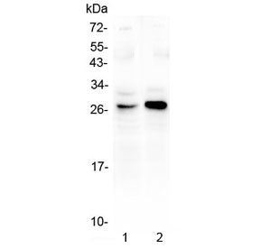 GITR Antibody / TNFRSF18