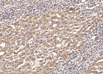 MyD88 Antibody